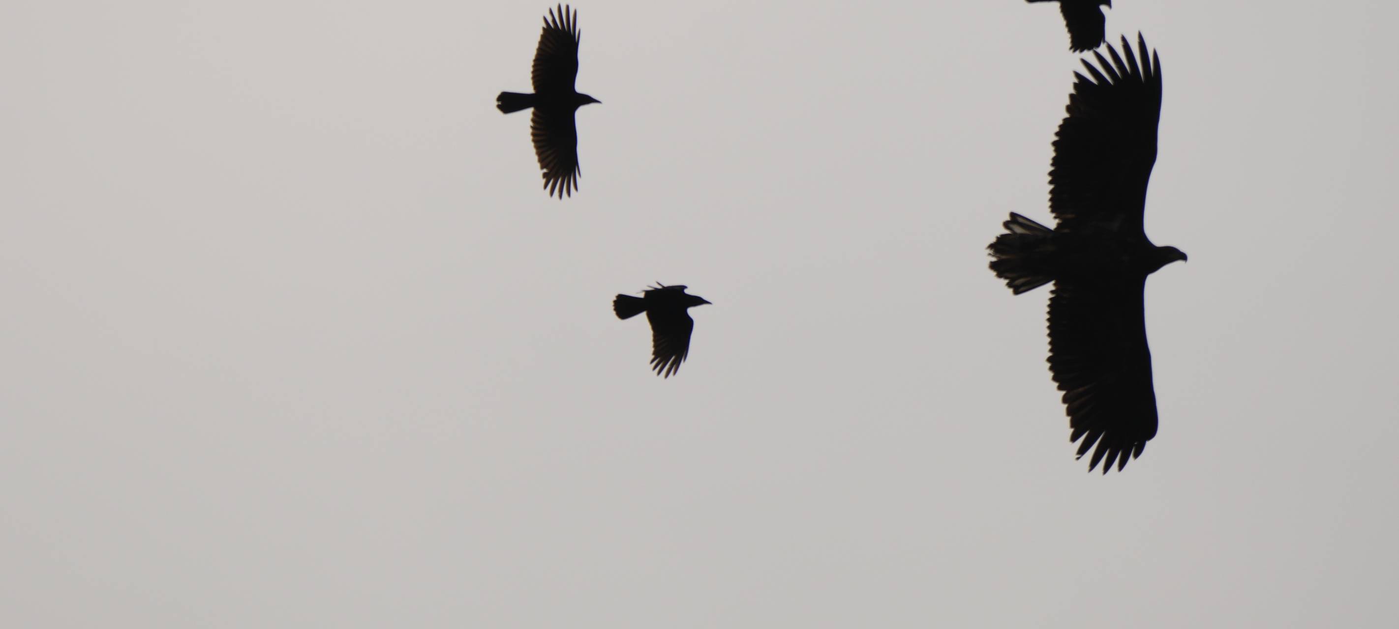 Seeadler im Kreis Borken zu Besuch