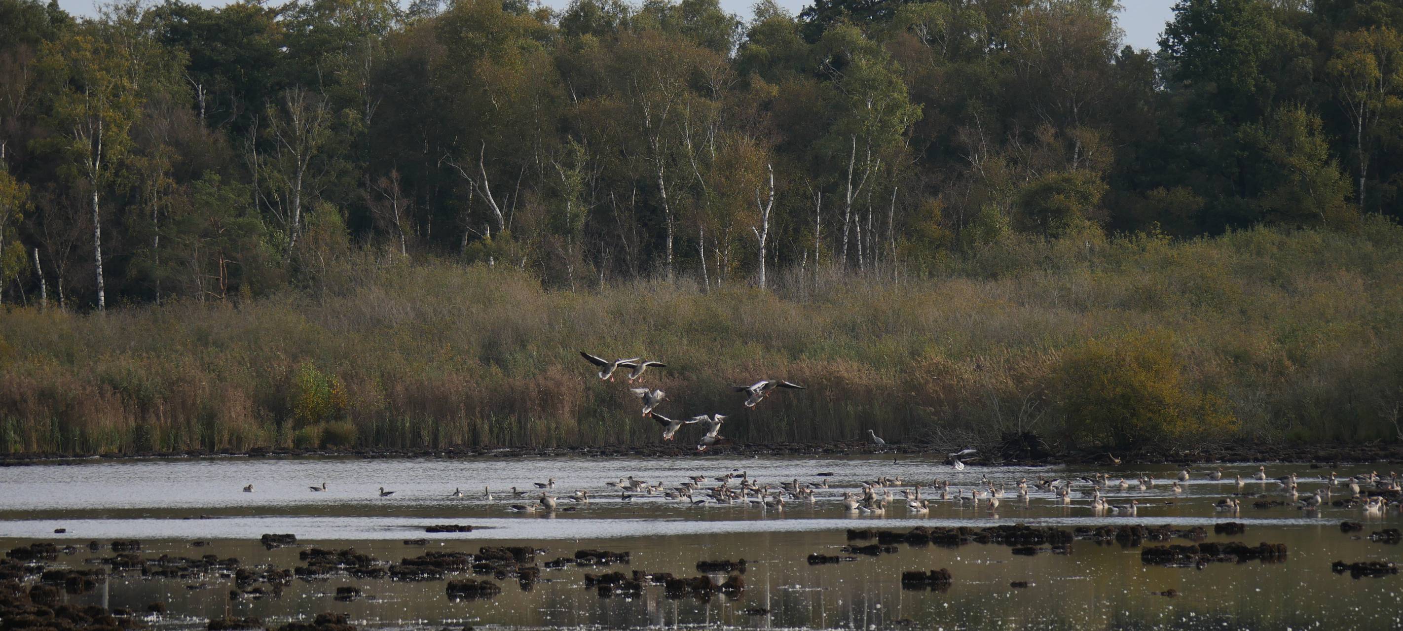 Seeadler im Kreis Borken zu Besuch