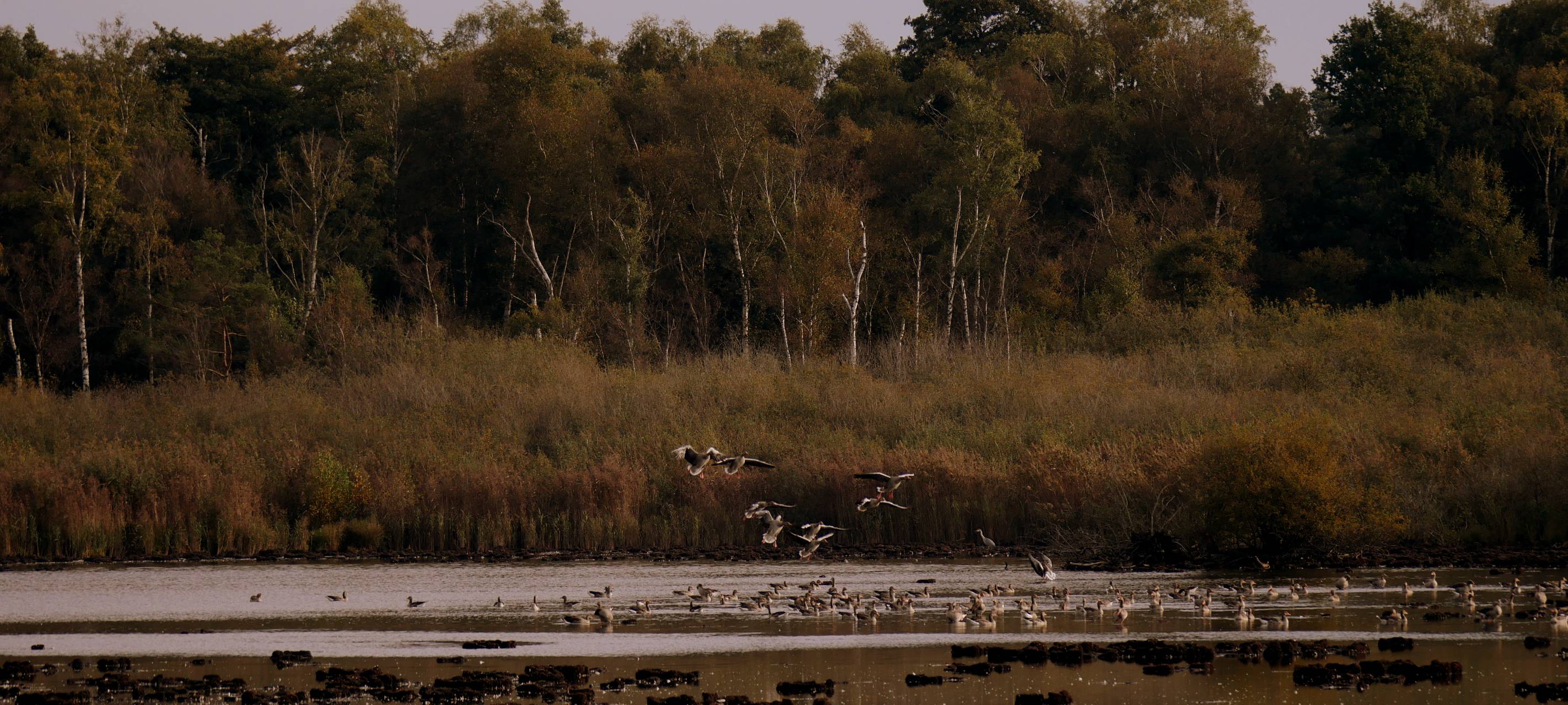 Seeadler im Kreis Borken zu Besuch