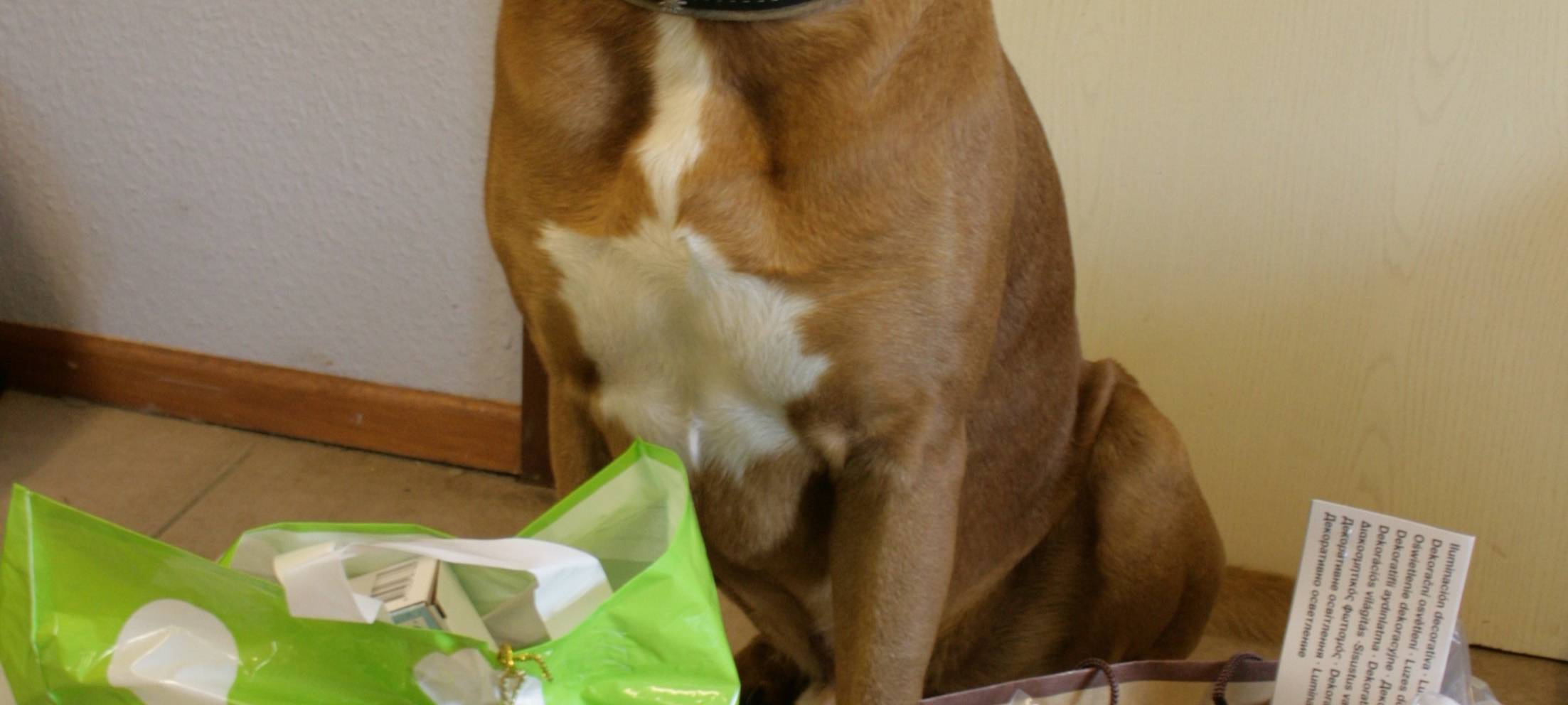 Tierheime Bocholt und Ahaus in Finanznöten