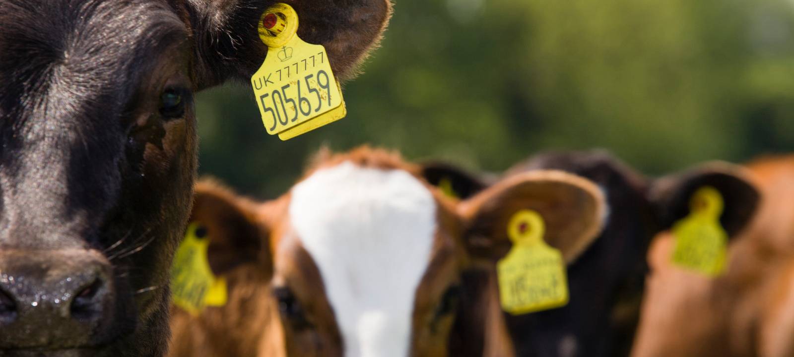 Kühe tragen Ohrmarken von Caisley in Bocholt