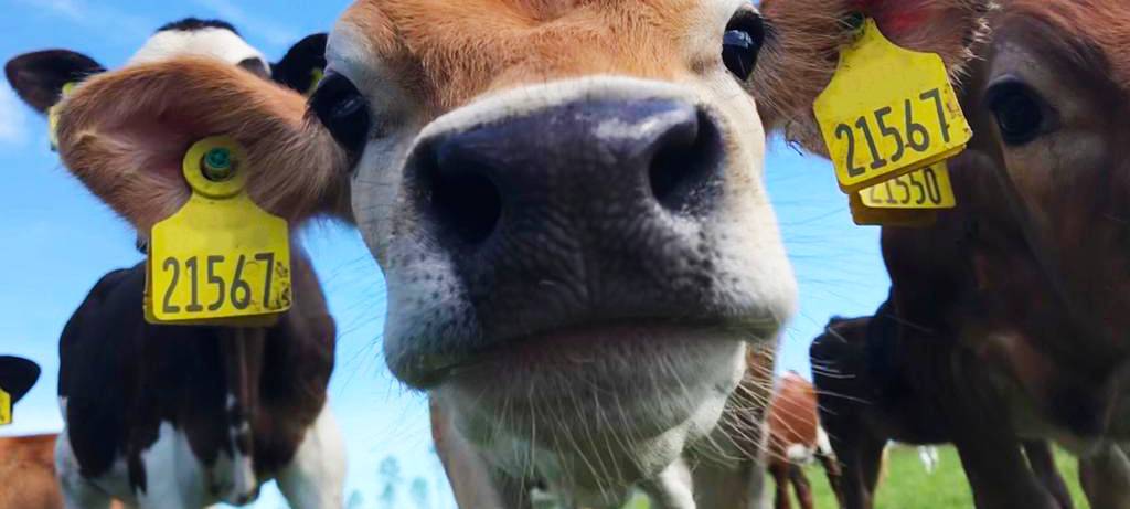 Kühe tragen Ohrmarken von Caisley in Bocholt