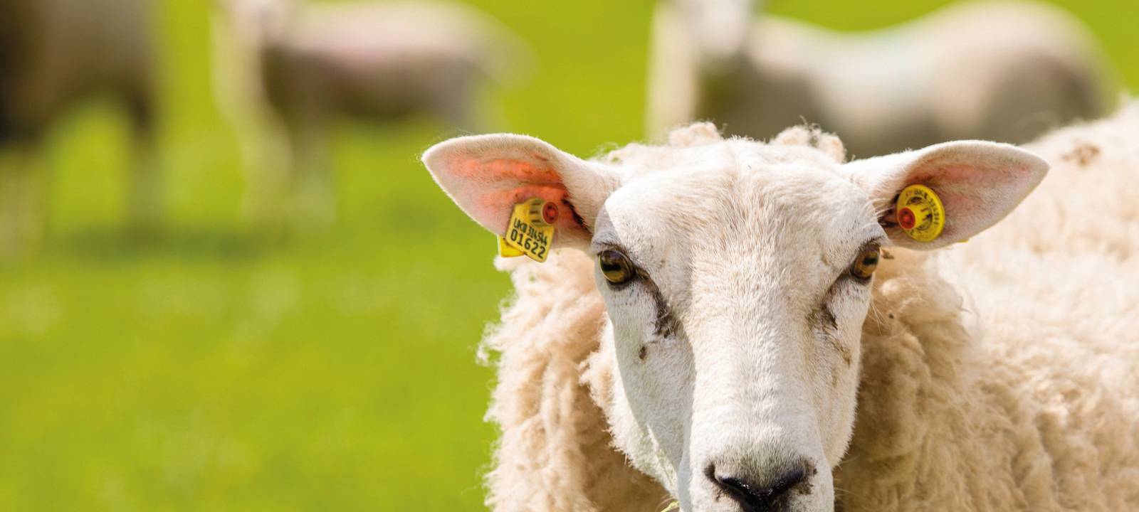 Auch Schafe tragen die Ohrmarken von Caisley