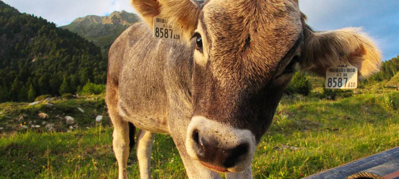 Ein Kälbchen mit Ohrmarken von Caisley aus Bocholt