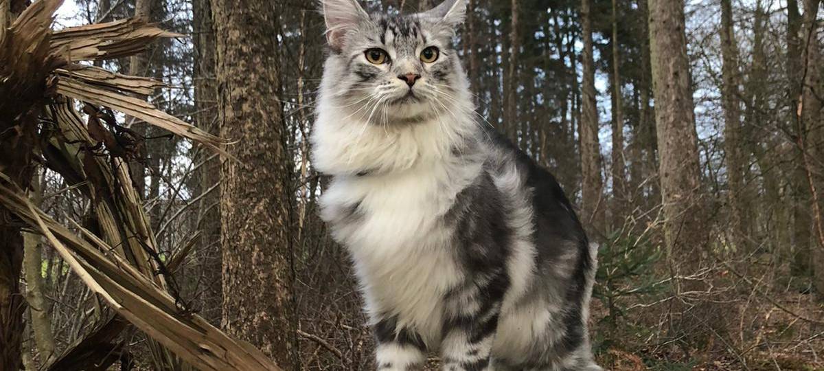 Kater in Gronau Epe entlaufen