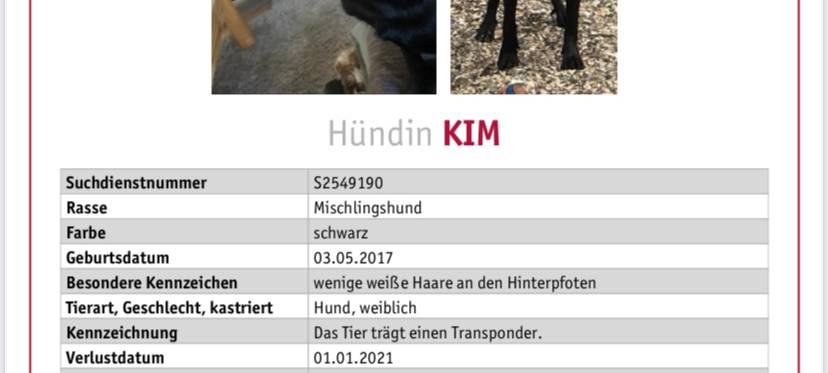 Hündin Kim in Bocholt vermisst