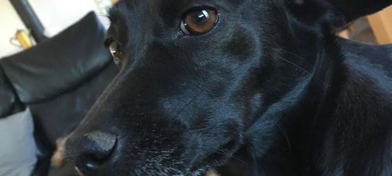 Hündin Kim in Bocholt vermisst