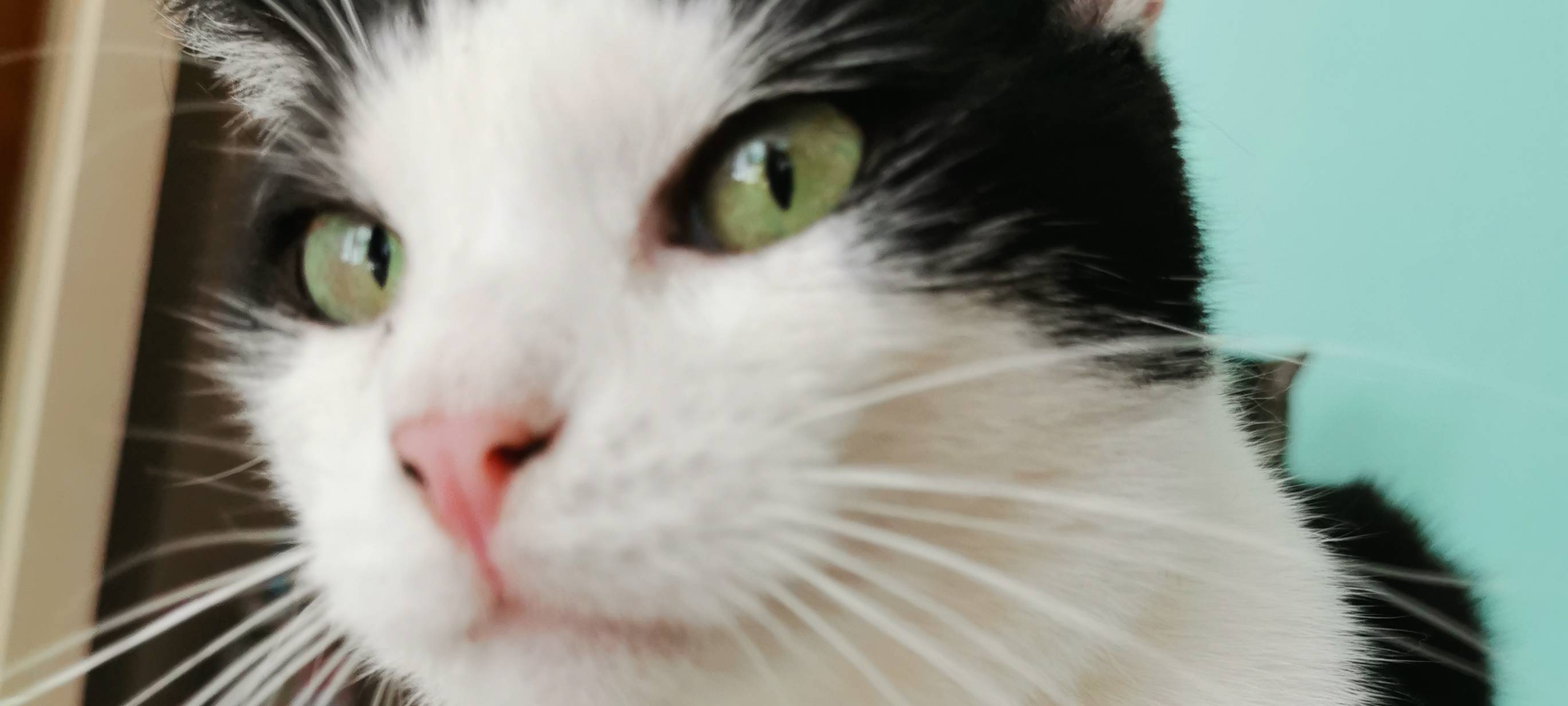 Kater in Gronau entlaufen