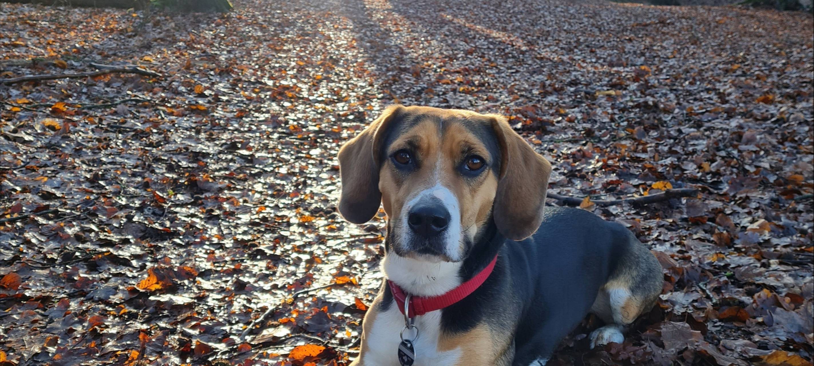 Hund in Ramsdorf entlaufen