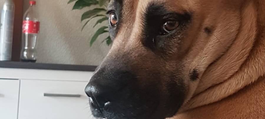 Hund in Rhede entlaufen