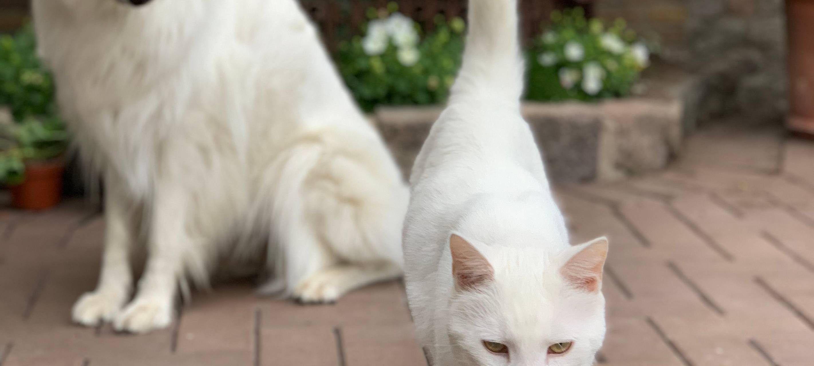 Weißer Kater in Borken entlaufen