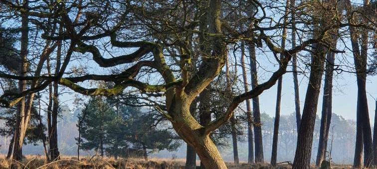 Moore als CO2-Speicher