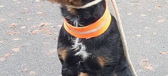 Deutscher Jagdterrier entlaufen