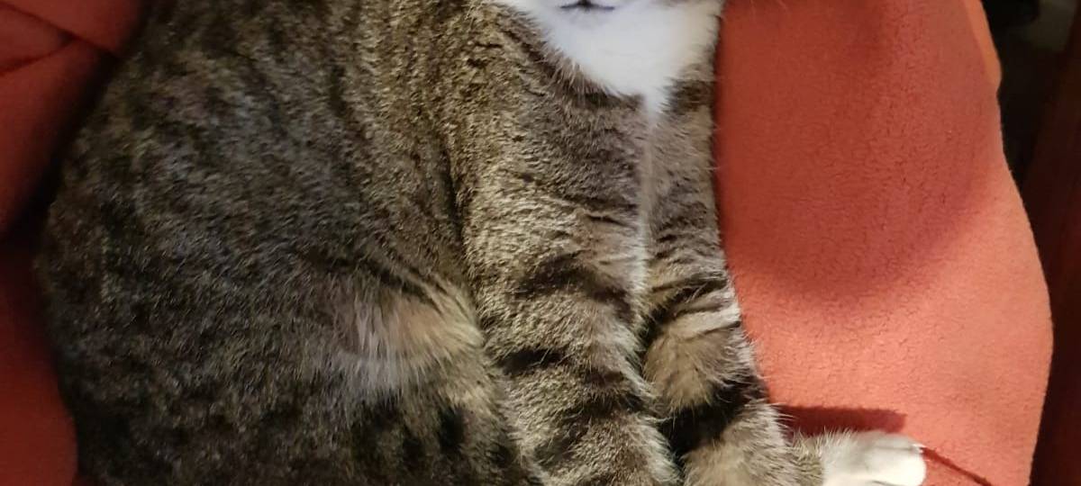 Katze Agathe in Ottenstein entlaufen