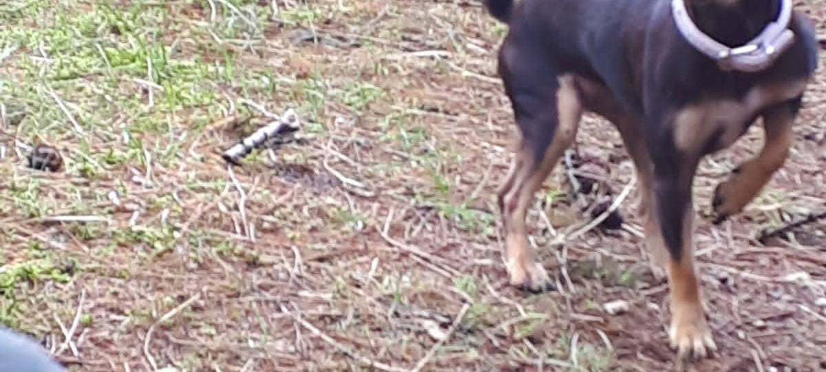 Chihuahua Pinscher mix Hündin am Flugplatz Borken Berge entlaufen