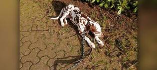 Wie genießt Ihr das Wetter mit Euren Haustieren?