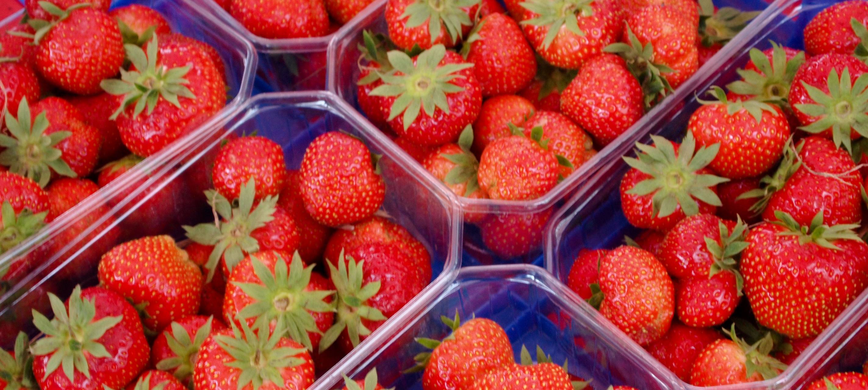 Erdbeeren pflücken im Westmünsterland