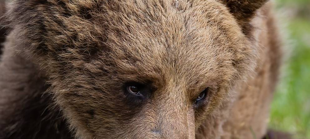 Bärenzuwachs in der Anholter Schweiz