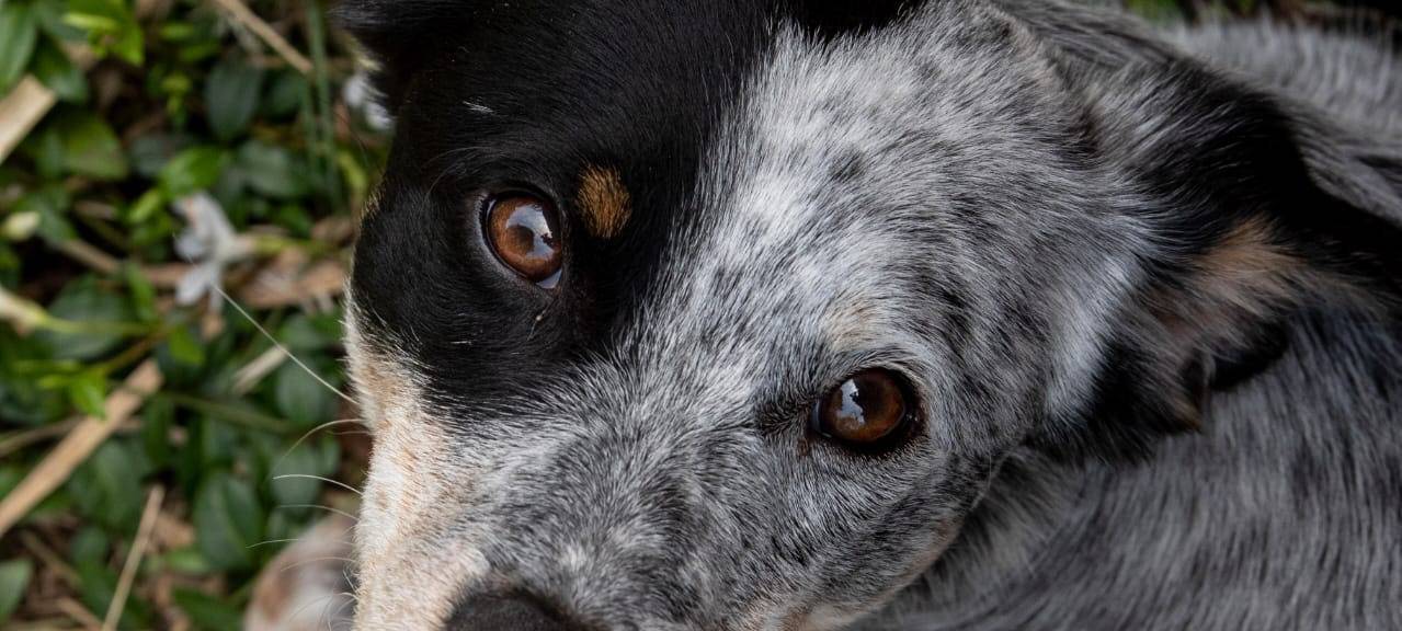 Michel aus Bocholt sucht seinen Hund