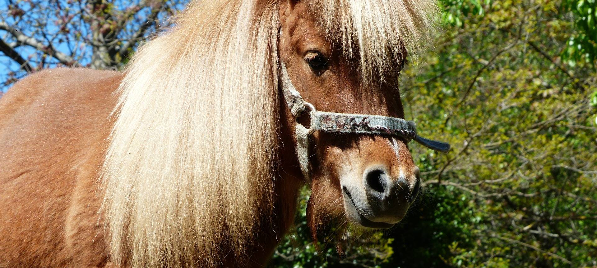 Ponys in Ahaus ausgebüxt