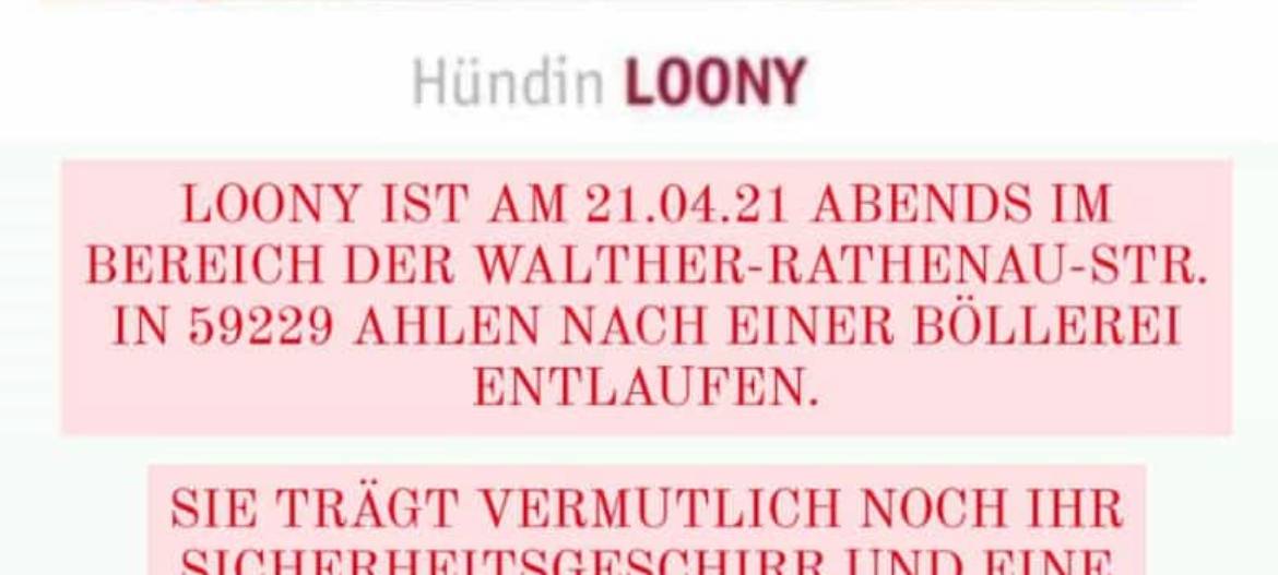Hündin Loony entlaufen
