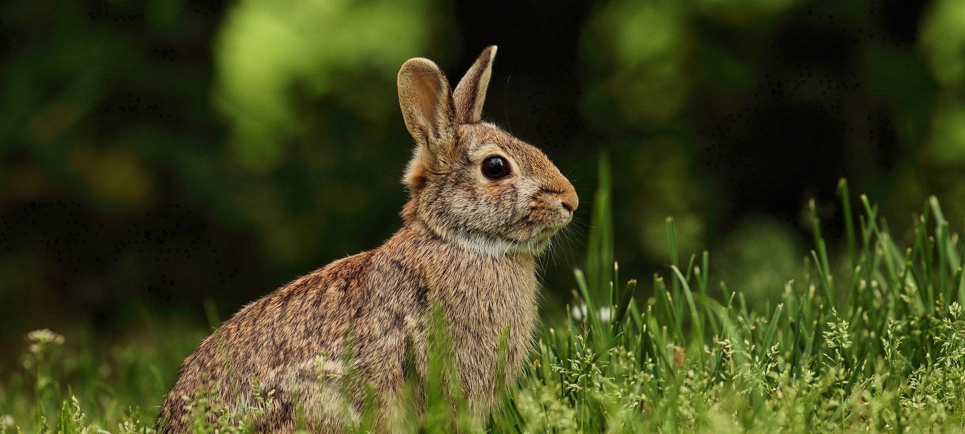 Hasenpest bei zwei toten Feldhasen in Borken