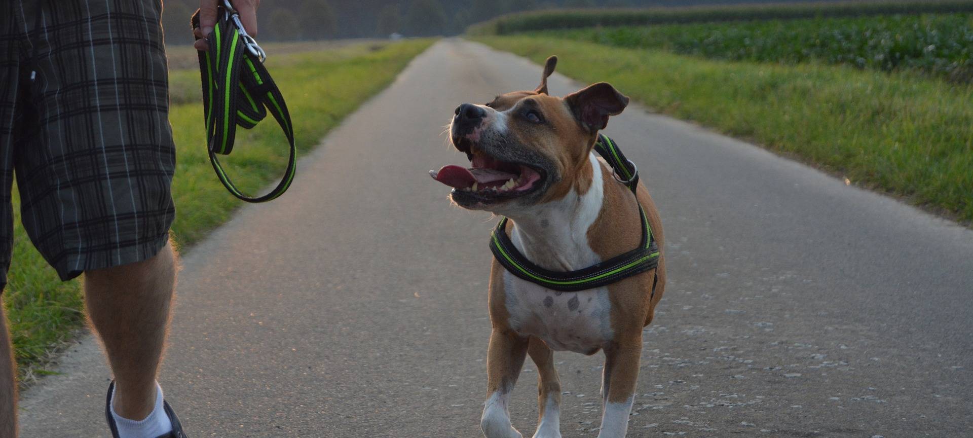 Hitzetipps vom Hundetrainer