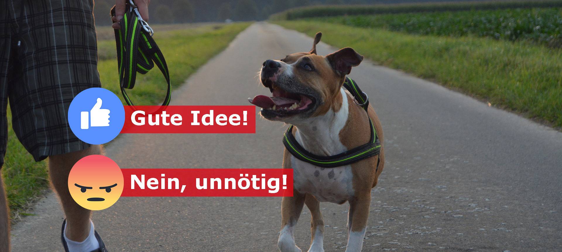 Hundeführerschein - auch was für den Kreis Borken?