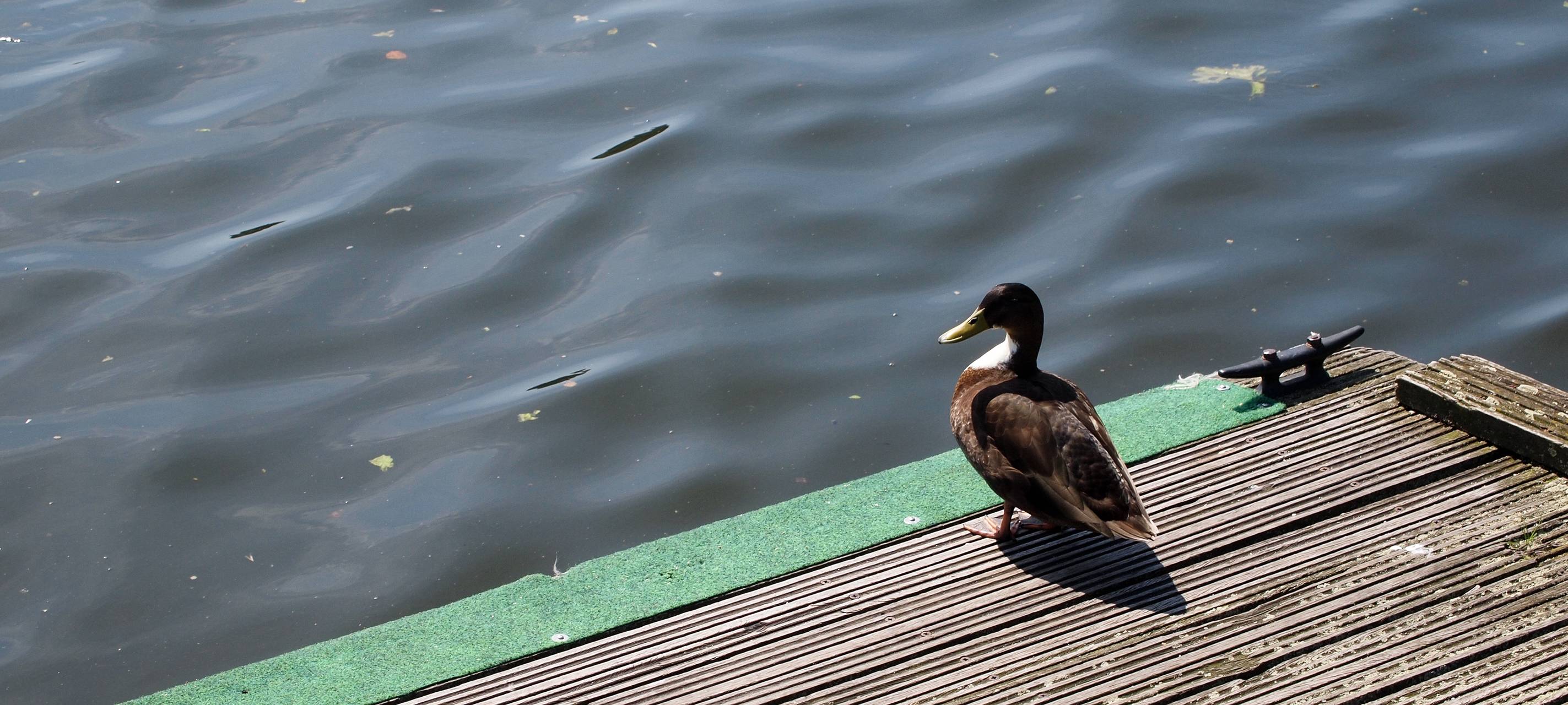 Flucht findet ein nasses Ende