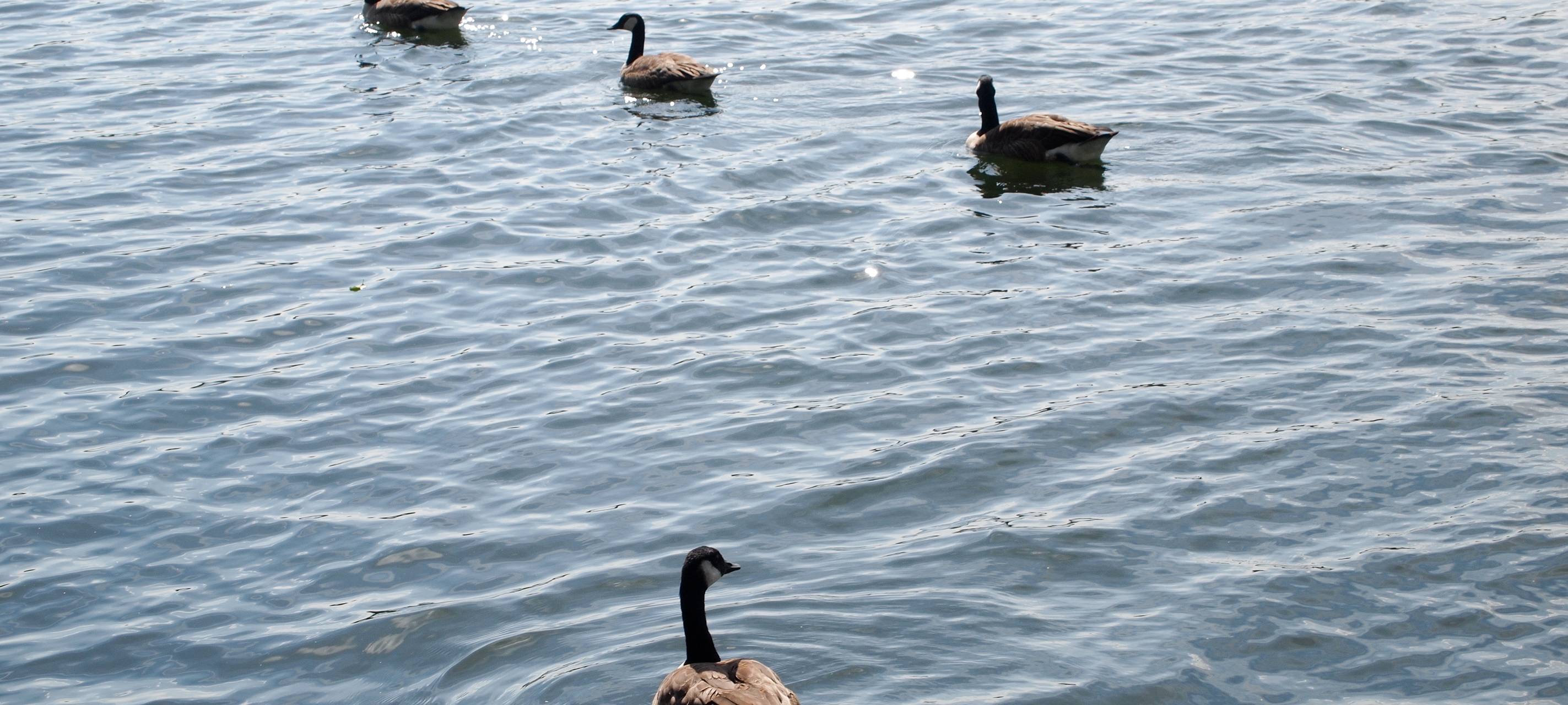 Wasserentnahme aus Bächen und Flüssen vermeiden