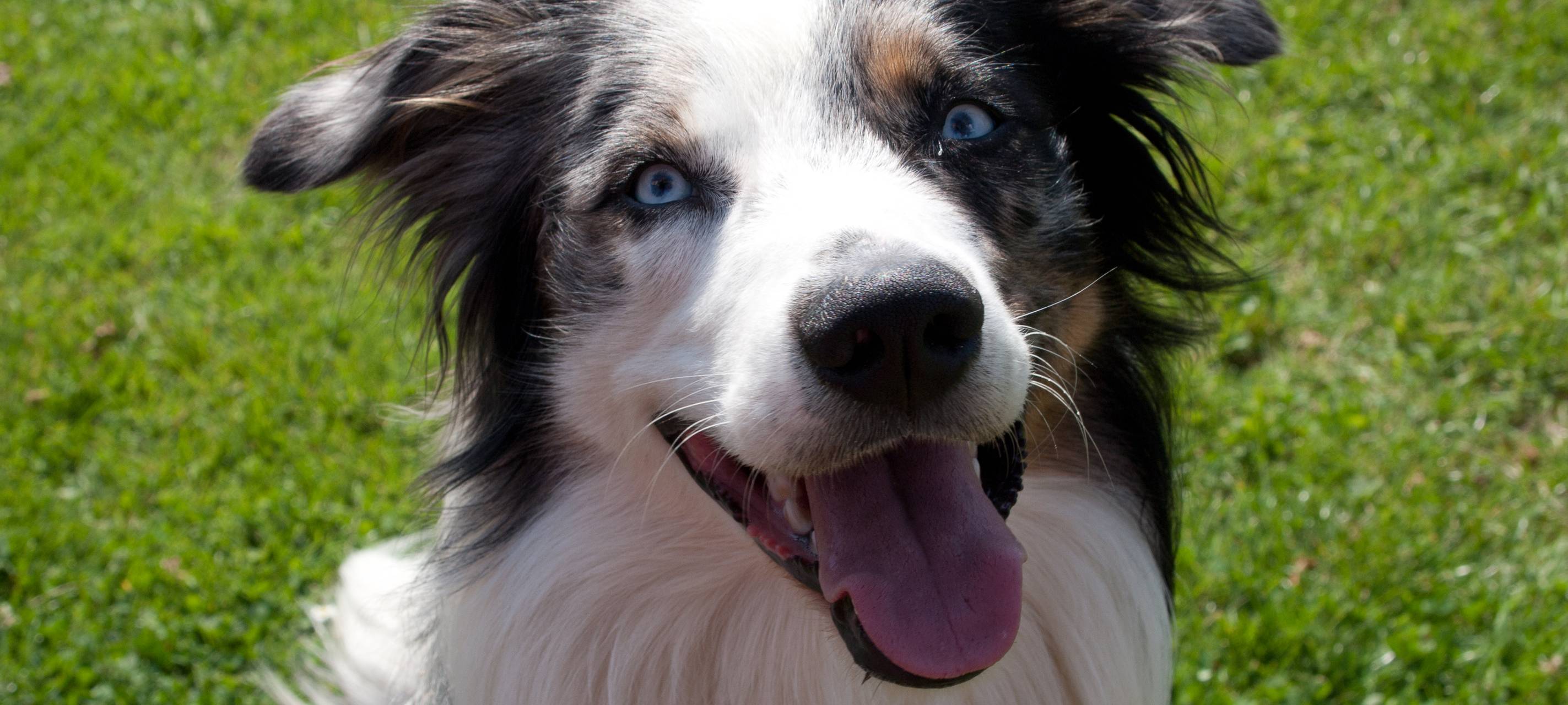 Hundesteuer im Vergleich