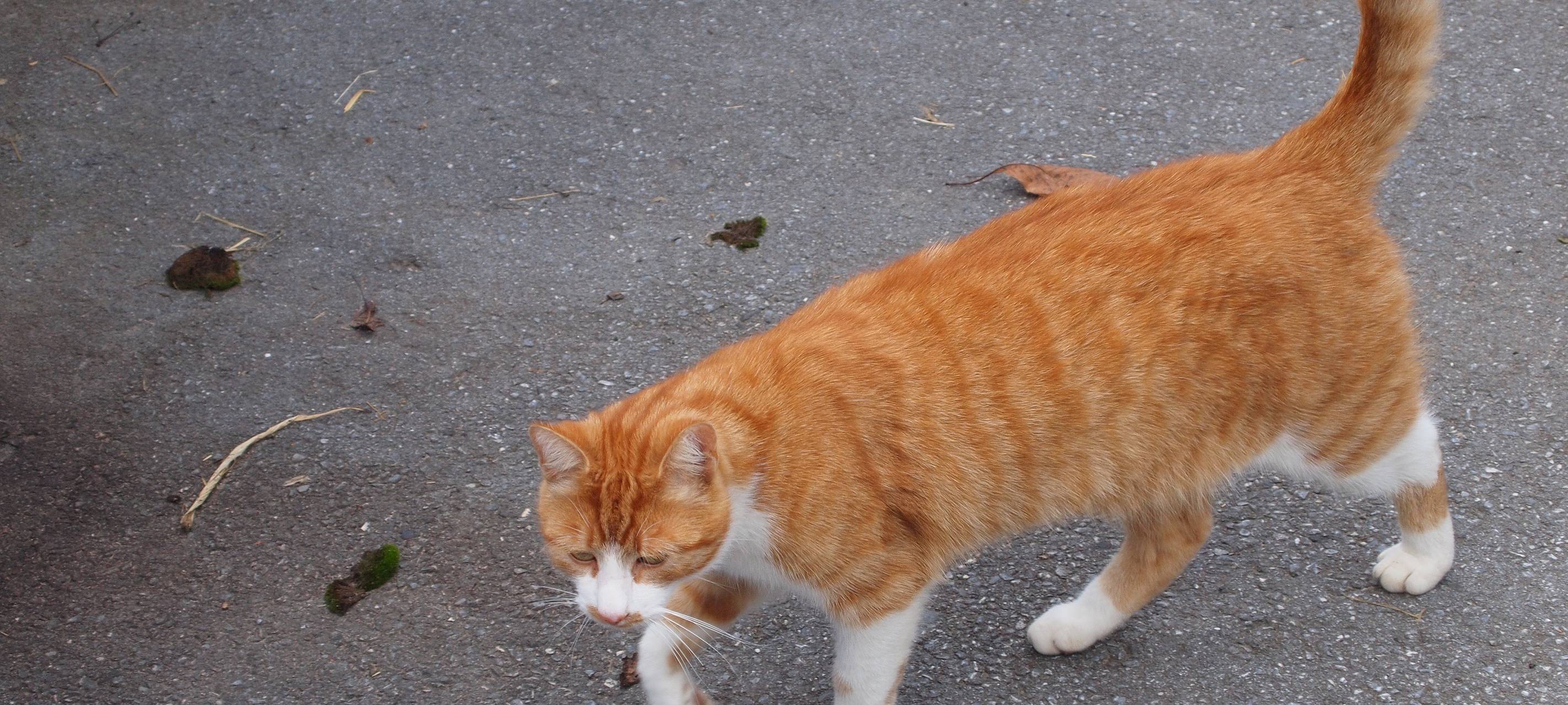 Probleme mit unkastrierten Katzen