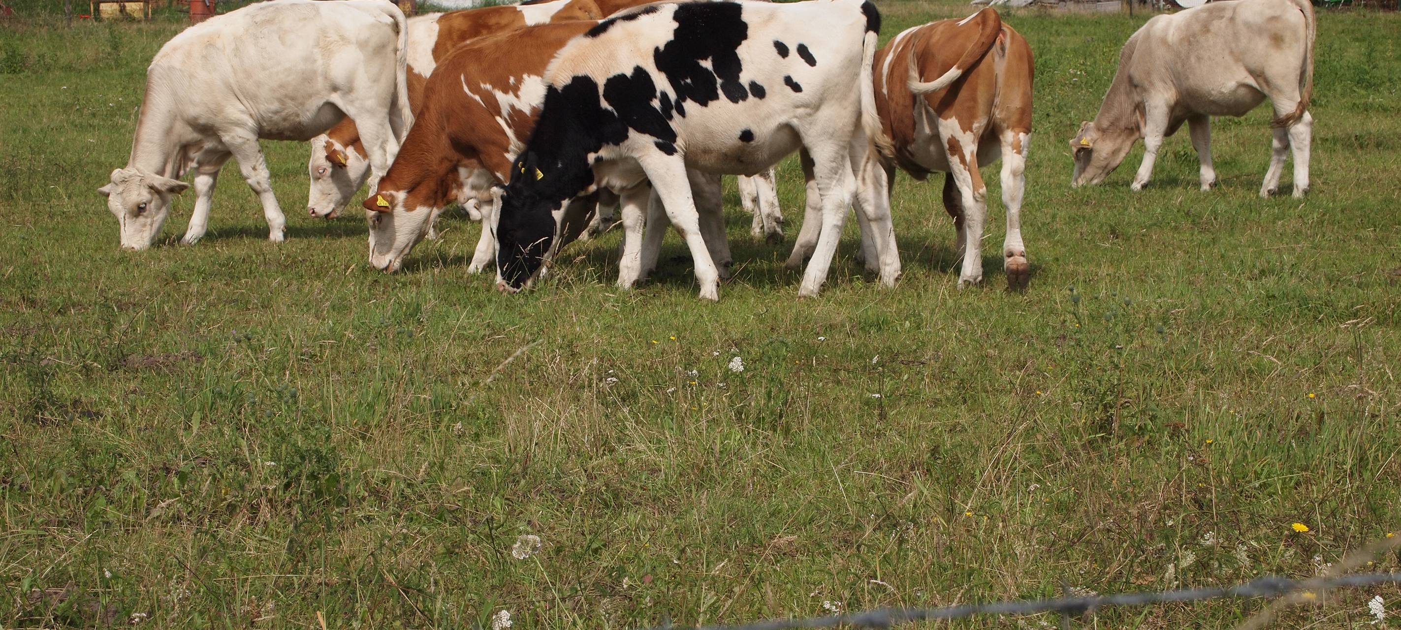 Missstände in Tierhaltungsbetrieben