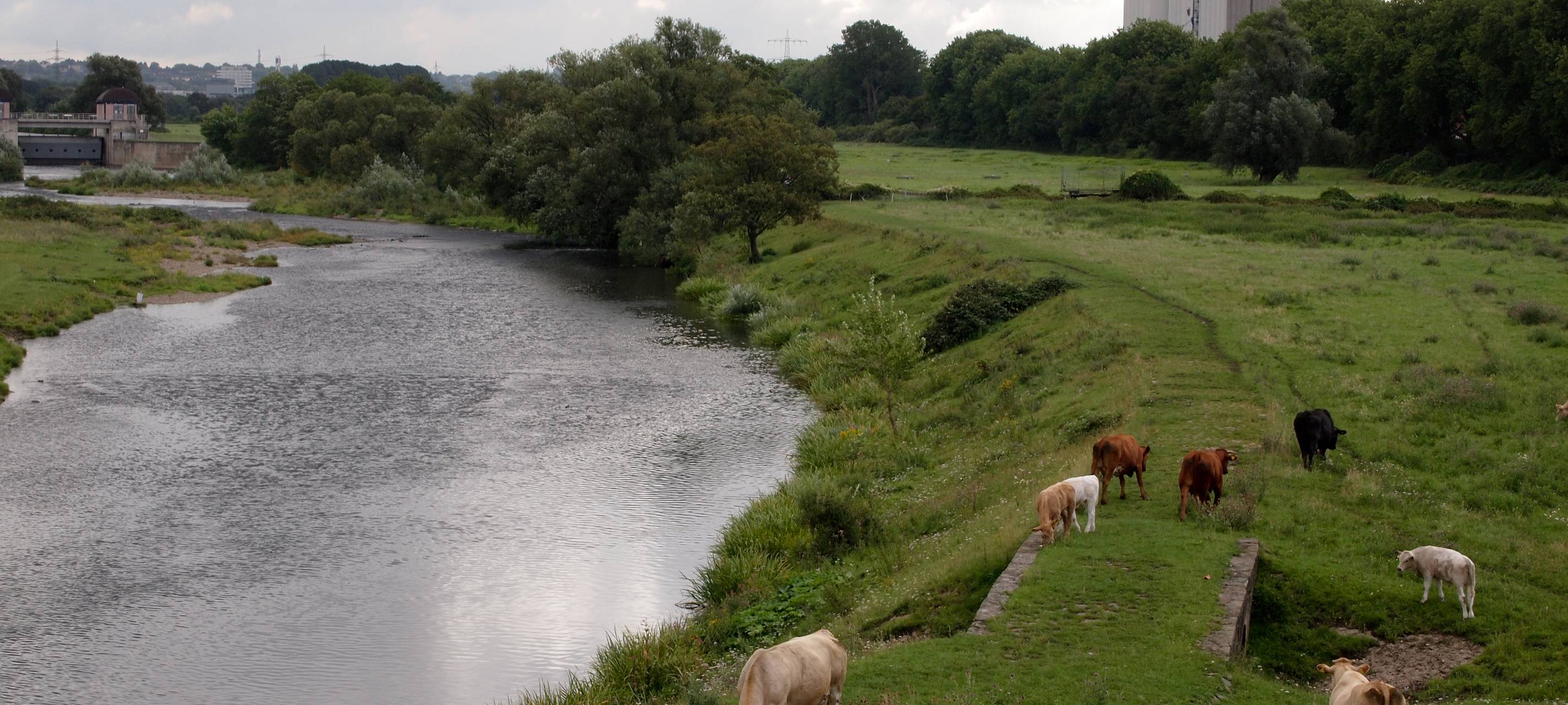 Blauzungenkrankheit in den Niederlanden