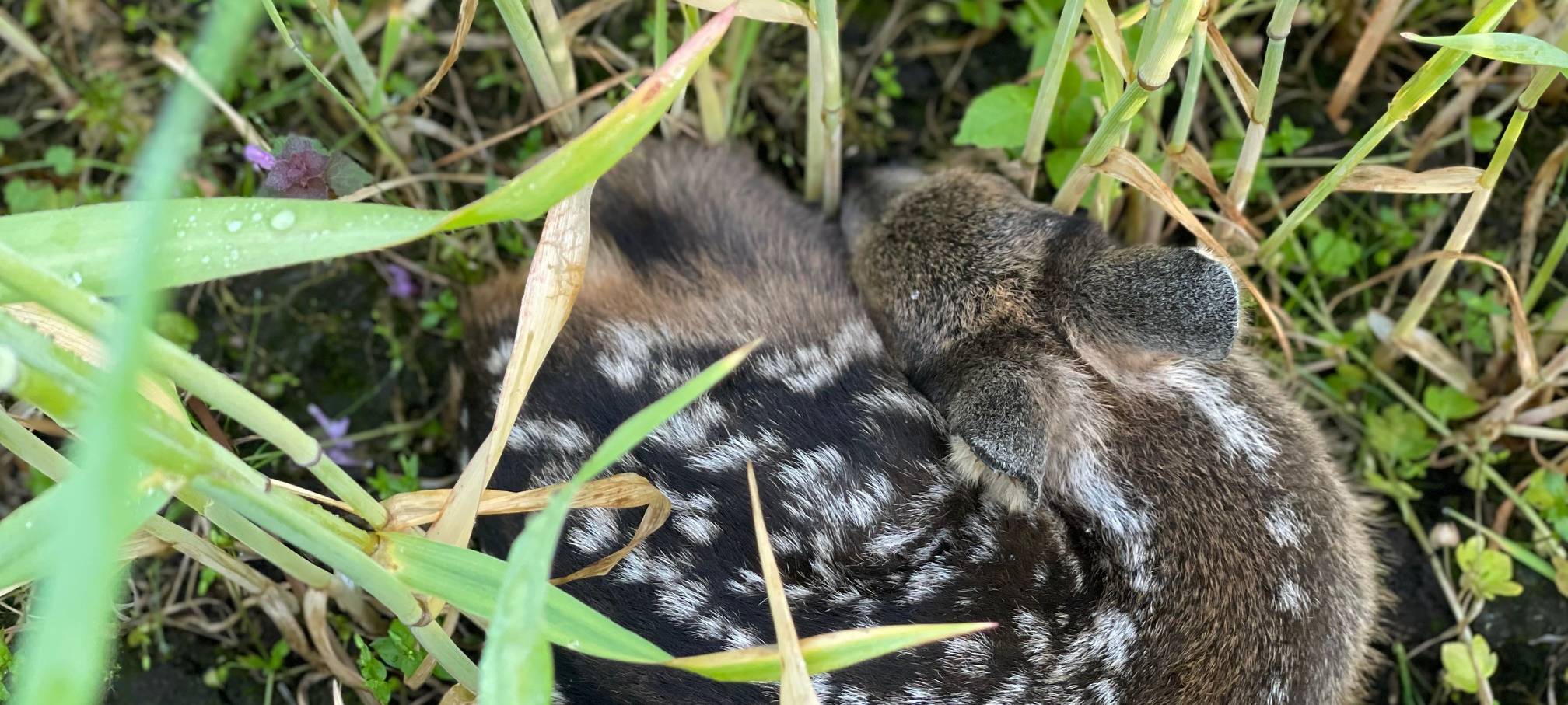 Rehkitz-Rettung im Kreis Borken - bitte nicht anfassen