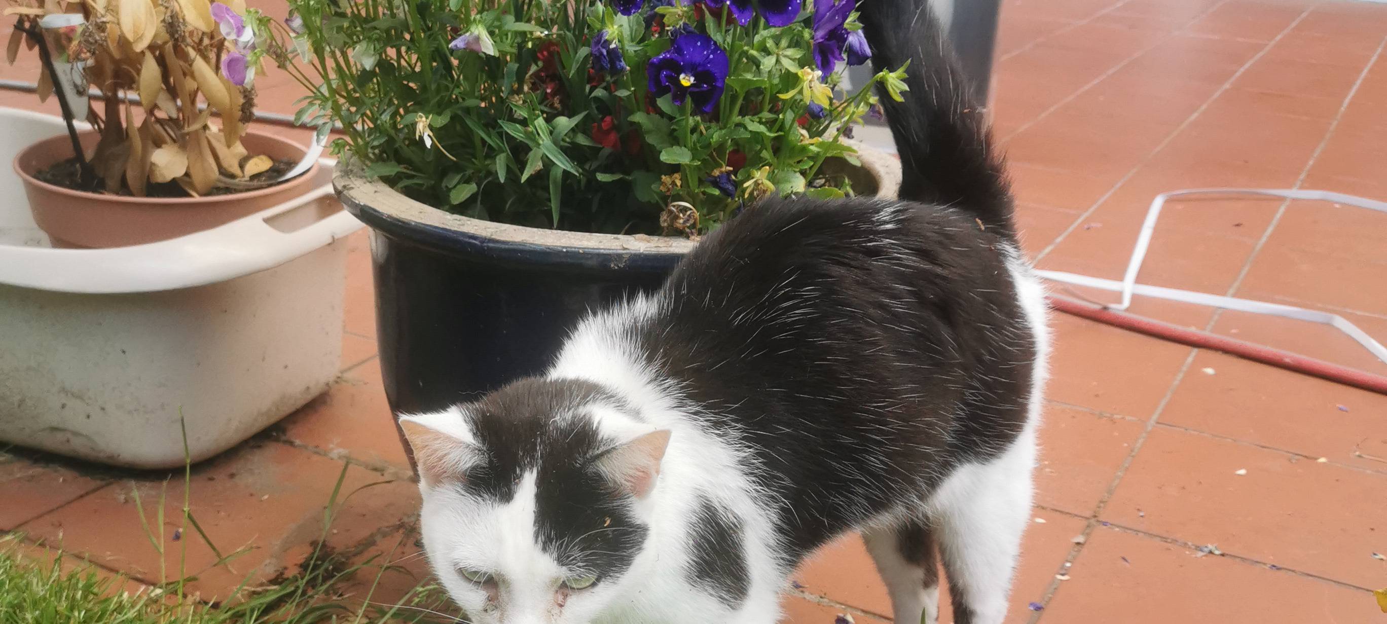 Schwarz- weiße (Kuhflecken) Katze in Gronau entlaufen
