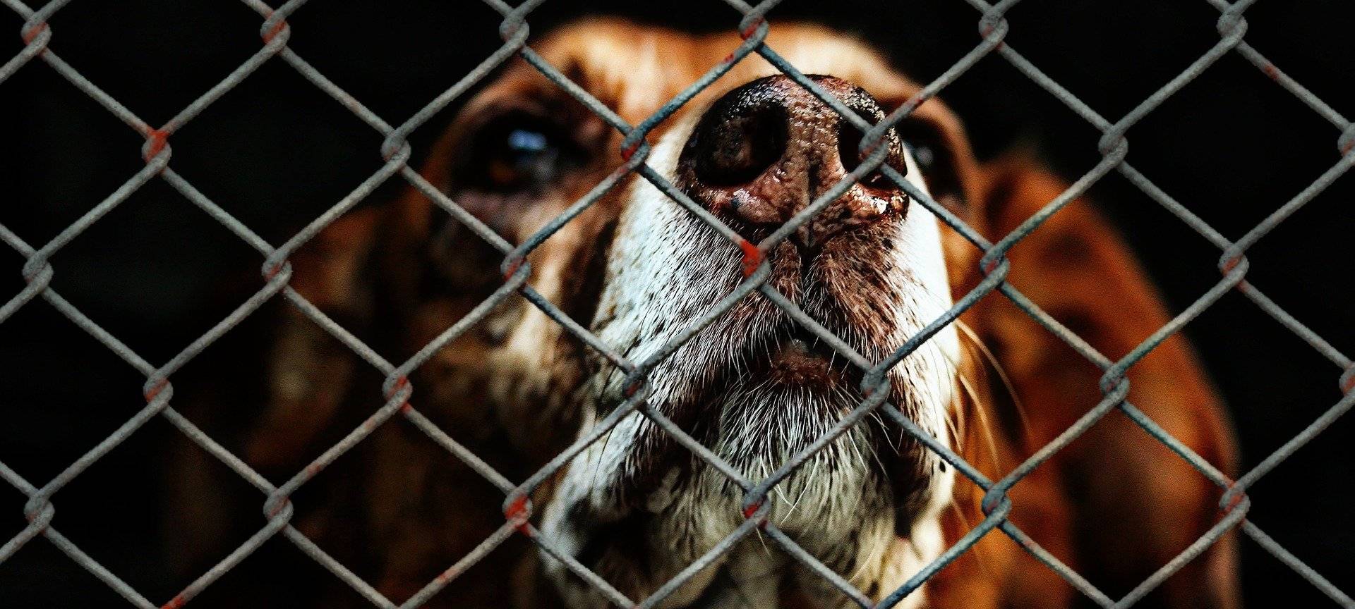 Bewerben für den Tierschutzpreis NRW