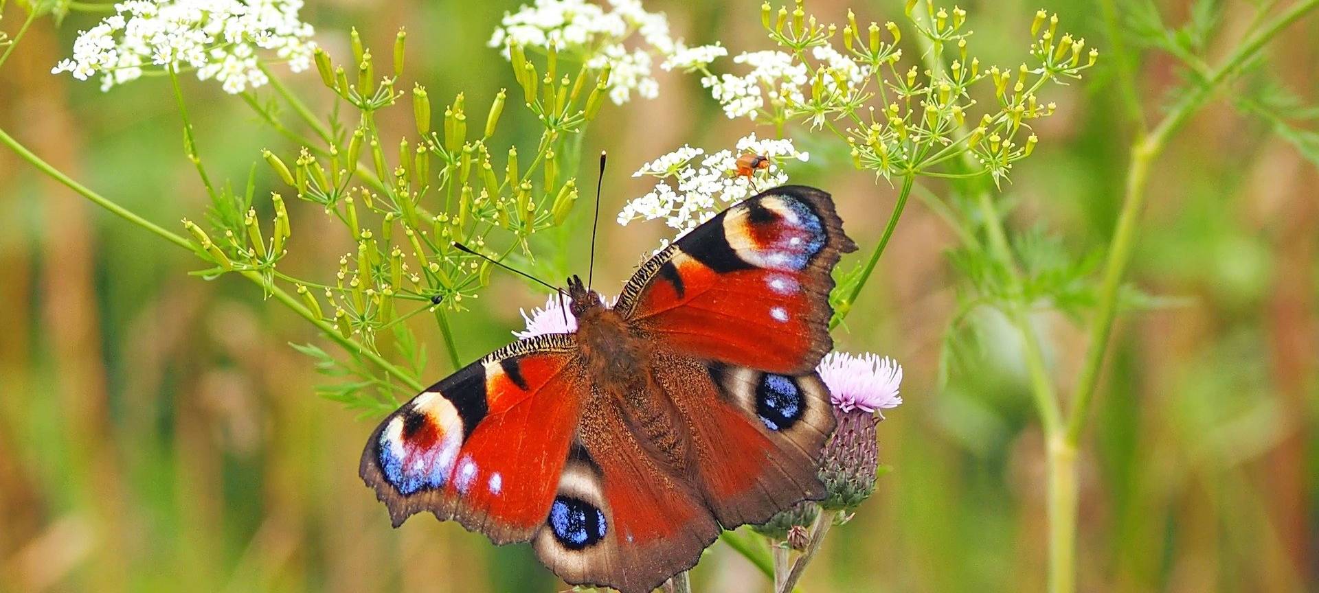 NABU NRW sucht schmetterlingsfreundliche Gärten