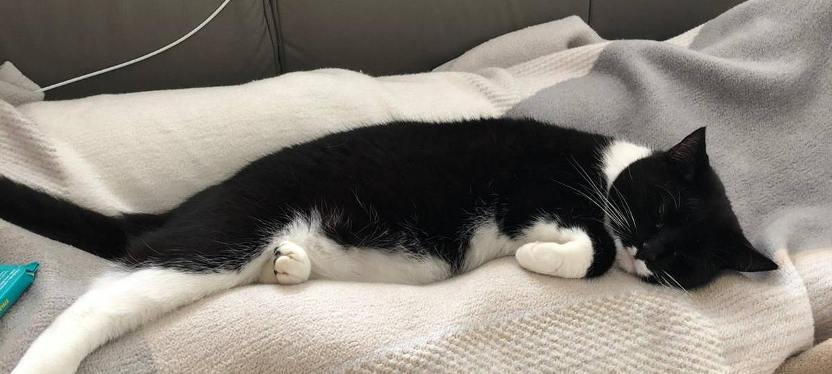 Katze in Legden Asbeck gesucht
