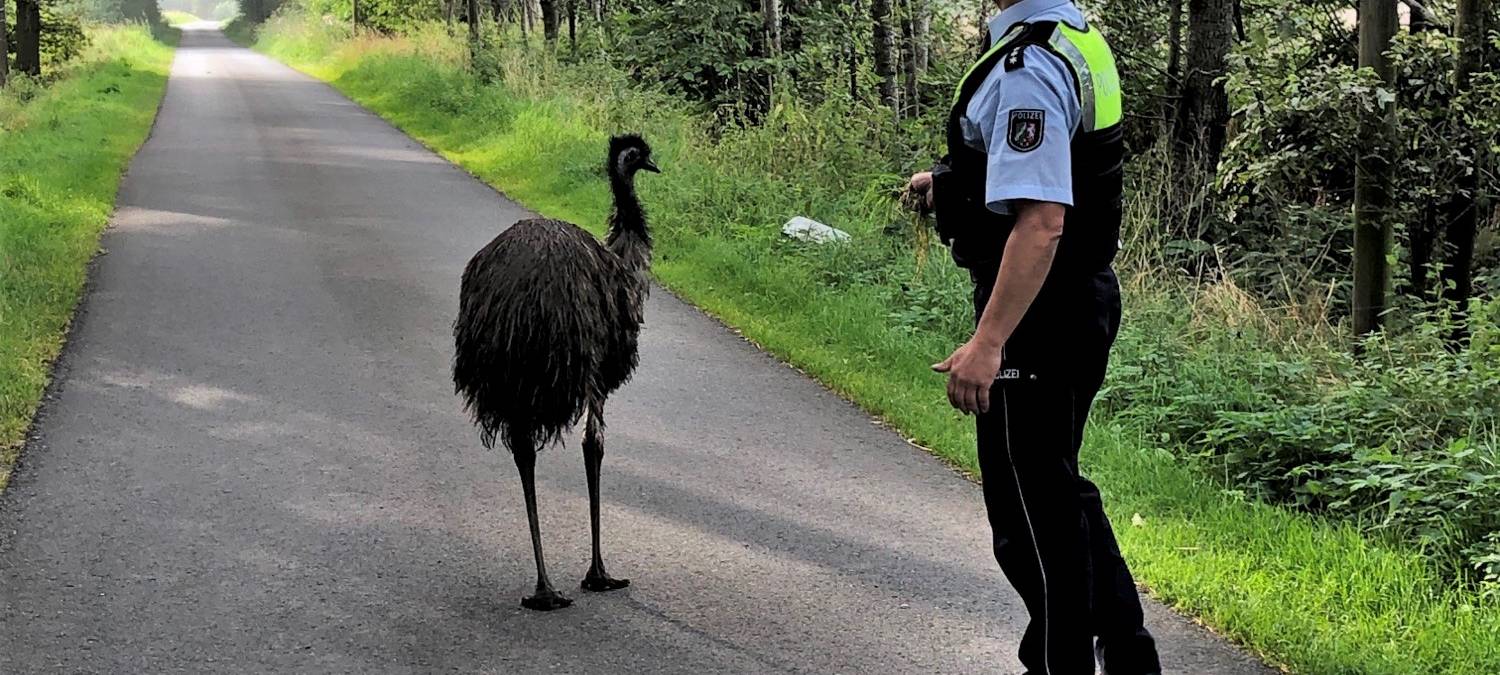 Entlaufener Emu in Borkenwirthe