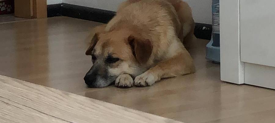Traumatisierte Hunde aus dem Ausland