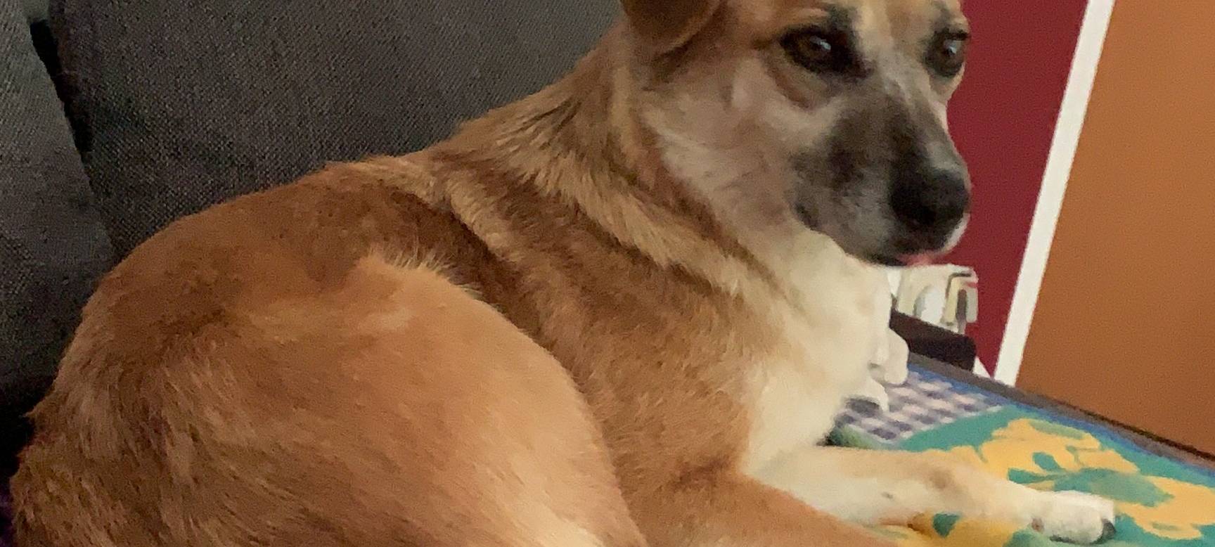 Traumatisierte Hunde aus dem Ausland