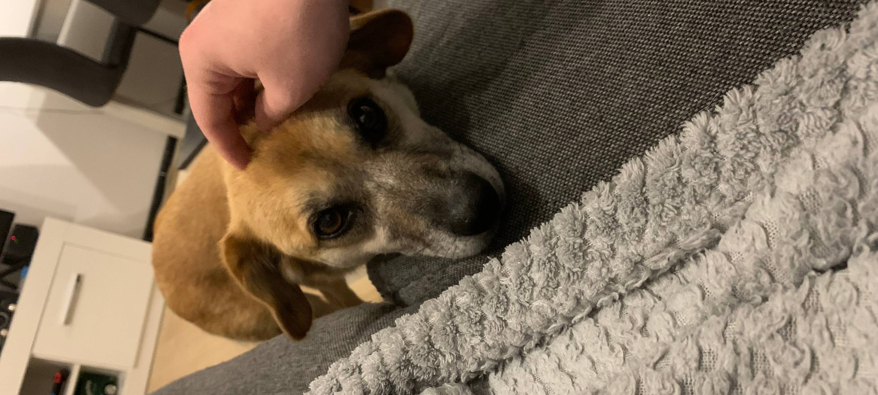Traumatisierte Hunde aus dem Ausland