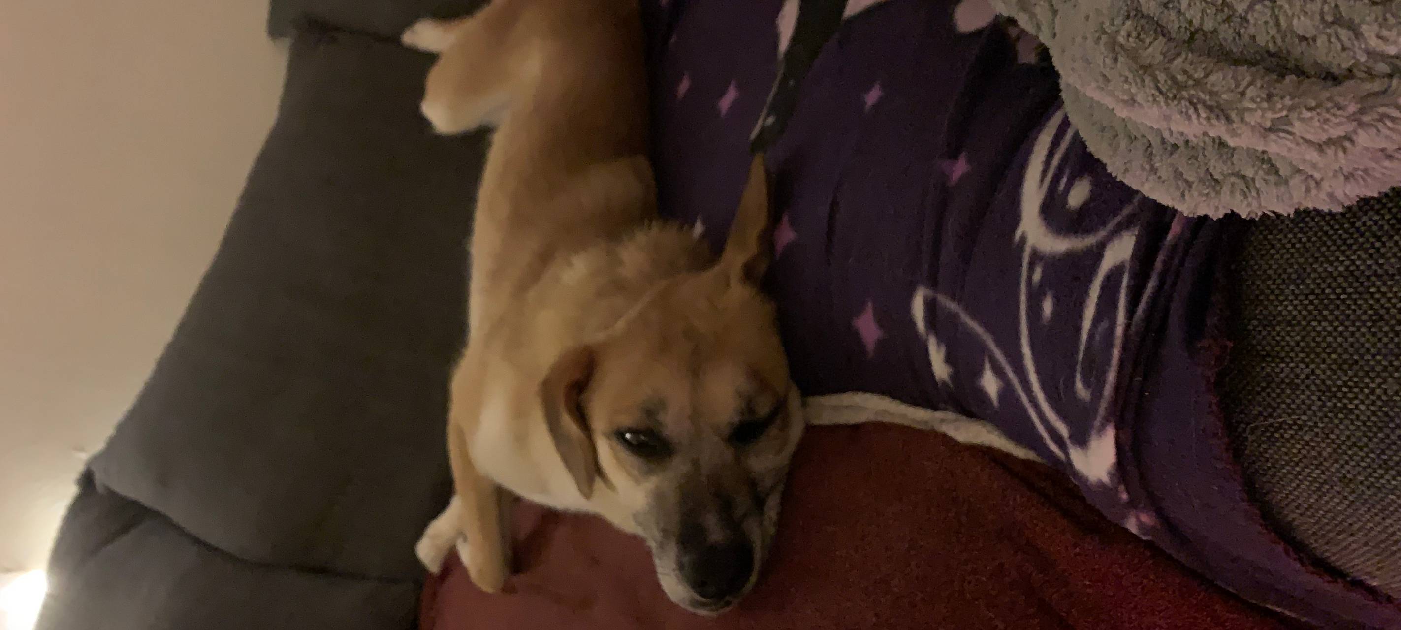 Traumatisierte Hunde aus dem Ausland