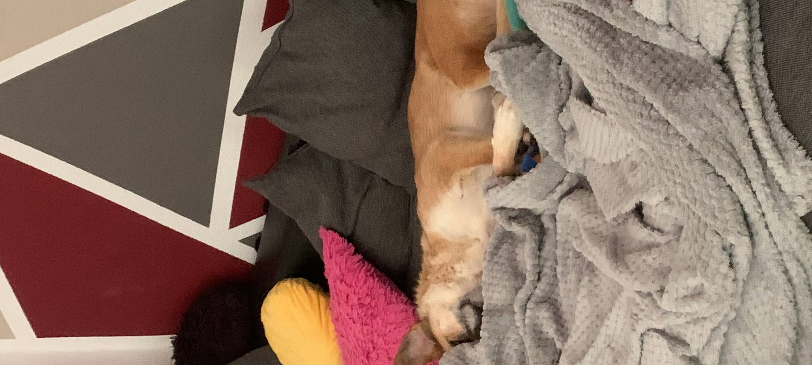 Traumatisierte Hunde aus dem Ausland