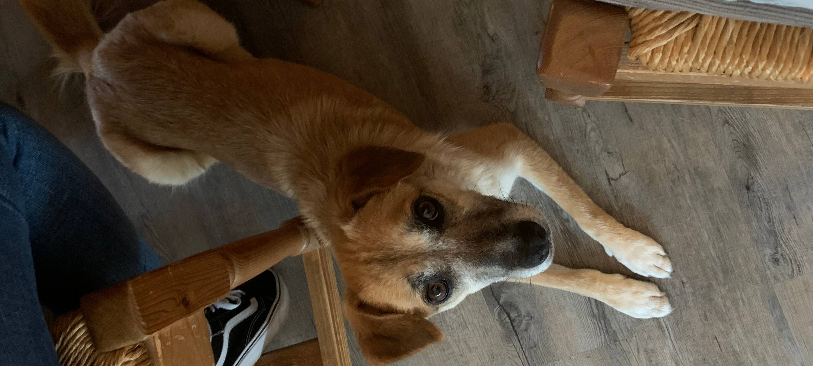 Traumatisierte Hunde aus dem Ausland