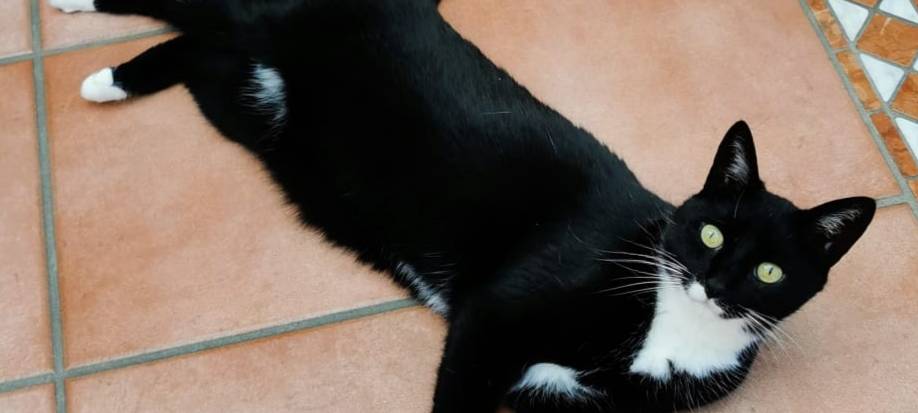 Katze in Asbeck gesucht