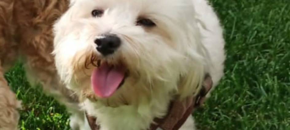 Maltipoo in Bocholt-Biemenhorst vermisst