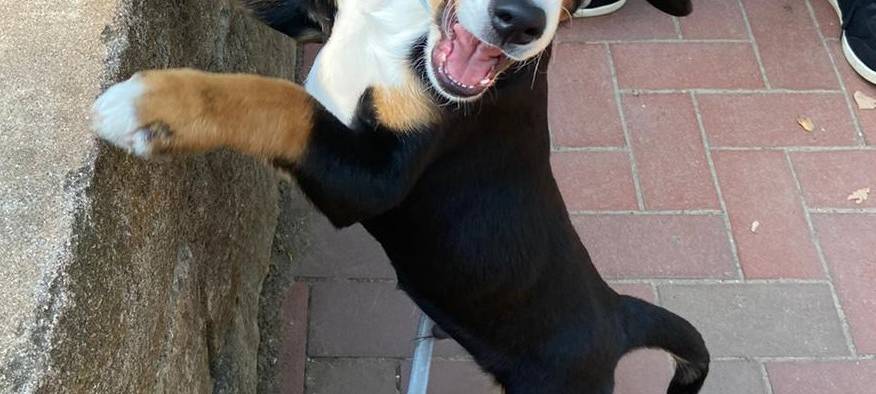Welpe Odin in Maria Veen (Reken) gesucht
