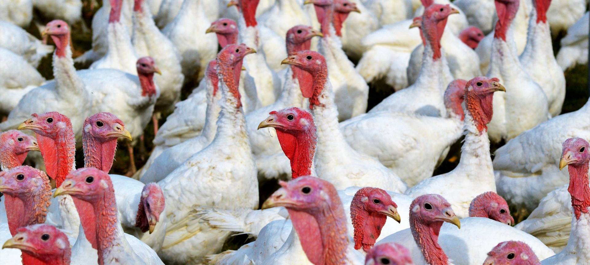 Geflügelpest: 7 Bestände im Kreis gesperrt
